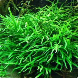Microsorum pteropus ‘Trident’