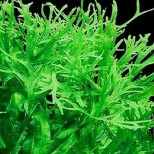 Microsorum pteropus ‘Windelov’