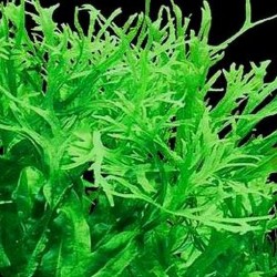 Microsorum pteropus ‘Windelov’