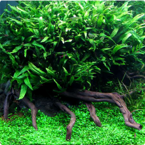 Microsorum pteropus ‘philippine’