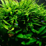 Microsorum pteropus ‘philippine’ XL