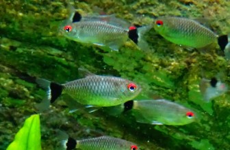 Crvenooka tetra