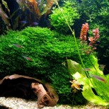 Monosolenium tenerum