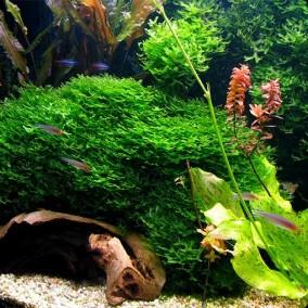 Monosolenium tenerum