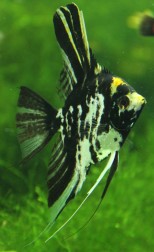 Pterophyllum scalare – skalar