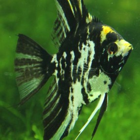 Pterophyllum scalare – skalar