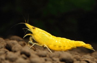 Neocaridina heteropoda var. Yellow