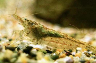 Neocaridina Heteropoda