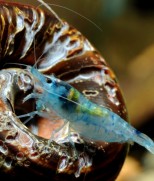 Neocaridina palmata var. blue – Blue Pearl Shrimp