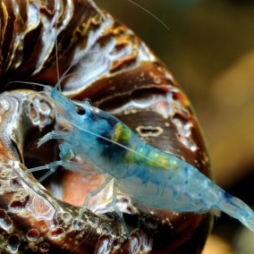Neocaridina palmata var. blue – Blue Pearl Shrimp