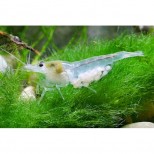 Neocaridina palmata var. white – Snowball Shrimp