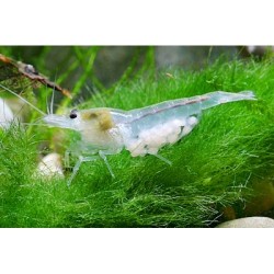 Neocaridina palmata var. white – Snowball Shrimp
