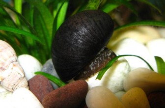 Neripteron auriculata