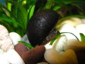 Neripteron auriculata