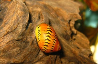 Neritina natalensis sp. ‘Tracked’