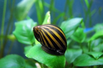 Neritina natalensis sp.’Zebra’