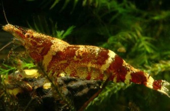 Ninja Shrimp