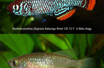 Nothobranchius flagrans prelepa nova killifish
