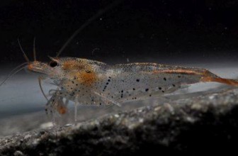 Novooktrivene kozice u Hong kongu II deo