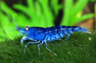 Orange Eye Blue Tiger