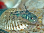 Corydoras paleatus – muljaš