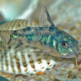 Corydoras paleatus – muljaš
