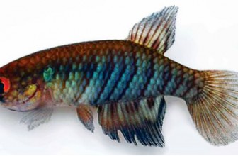 Papiliolebias francescae – Nova Killi!