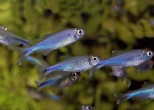 Boehlkea fredcochui – peruanska plava tetra