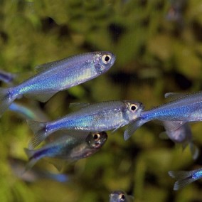 Boehlkea fredcochui – peruanska plava tetra