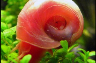 Pink Ramshorn Snail