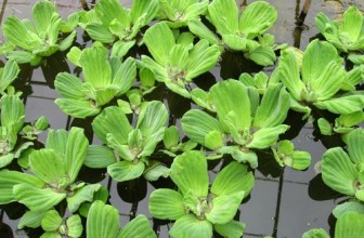 Vodena salata