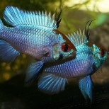 Mikrogeophagus ramirezi-Electric Blue Ramirez