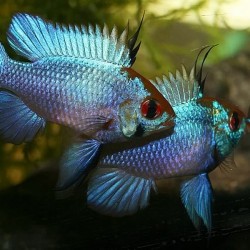 Mikrogeophagus ramirezi-Electric Blue Ramirez