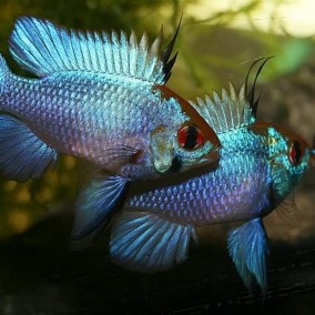 Mikrogeophagus ramirezi-Electric Blue Ramirez