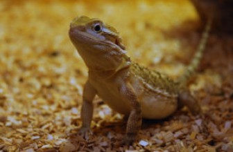 Patuljasta Bradata Agama (POGONA HENRYLAWSONI)
