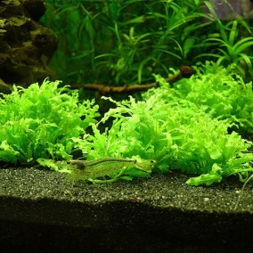 Pogostemon helferi