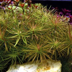 Pogostemon stellata (Eusteralis)