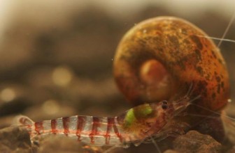 Purple Zebra Shrimp