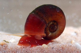 Ramshorn Snail