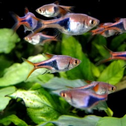 Razbora-Trigonostigma heteromorpha
