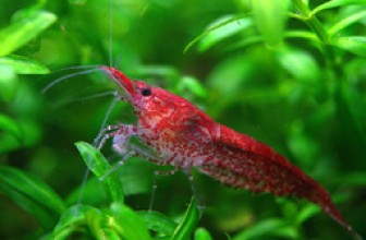 Red Cherry Shrimp