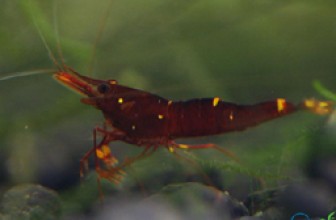 Red Goldflake Shrimp