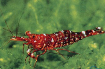 Red Tiger Shrimp