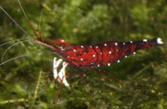 Red Tupfel Shrimp