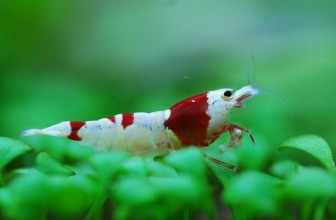 Red Bee Shrimp