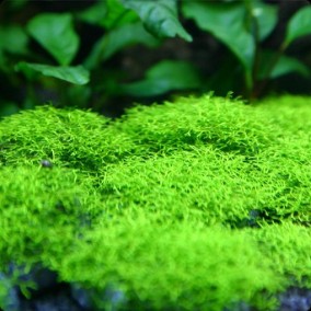 Riccia fluitans