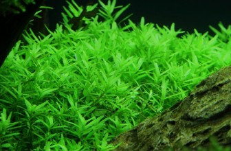 Rotala Green