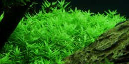 Rotala Green