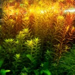 Rotala rotundifolia