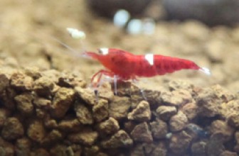 Ruby Red